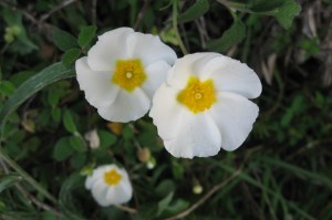 Cistus salvifolius (1200 x 799)